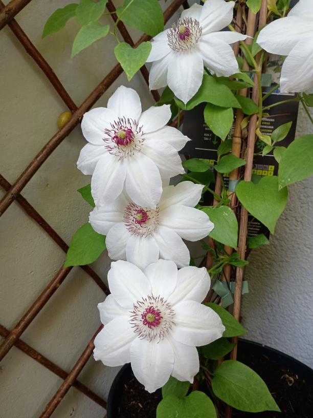 Clematis Miss Bateman