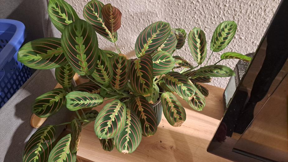 Maranta leuconeura