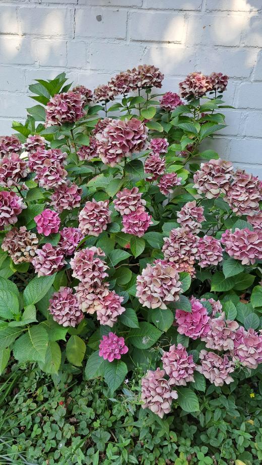 Hortensie (groß)